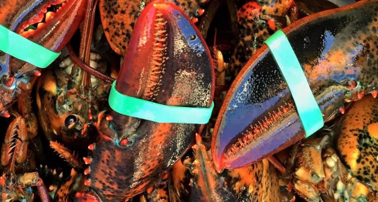 Let’s Make a Great Send-off for our Lobster Fishermen